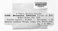 Dermateopsis tabacina image